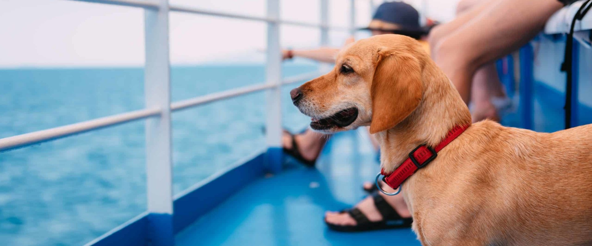 Navigating Pet Policies on Ferries: What You Need to Know for Ferry Travel