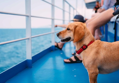 Navigating Pet Policies on Ferries: What You Need to Know for Ferry Travel